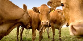 leite achocolatado tem origem em vacas castanhas